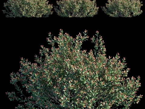  日本冬青3d模型 