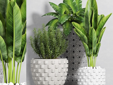  植物套装-1113d模型 