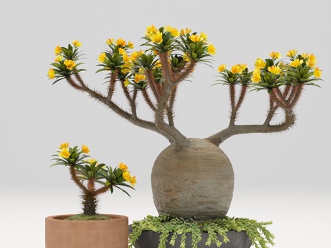  Pachypodium盆栽3d模型 