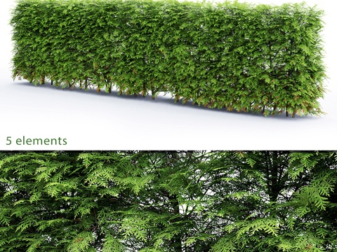  金钟柏绿篱3d模型 