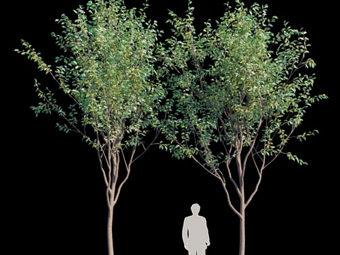  行道树 v23d模型 