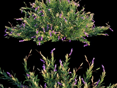  紫珊瑚豌豆3d模型 