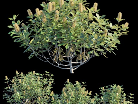  海岸山龙眼灌木3d模型 