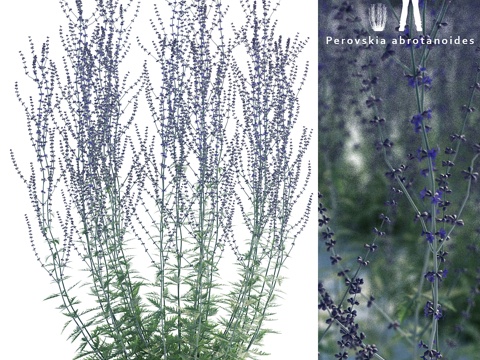  佩罗夫斯基蒿 Perovskia abrotanoides3d模型 
