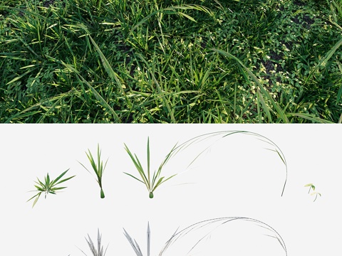  草甸草3d模型 