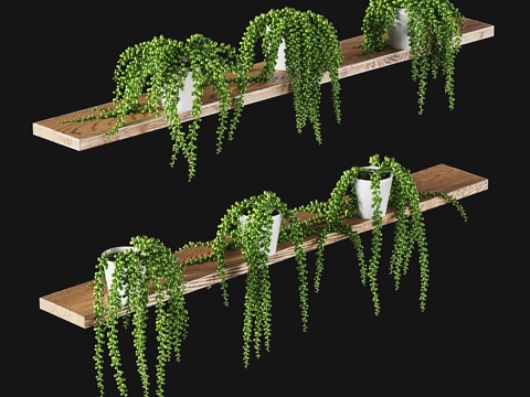  多肉植物套装（6款）3d模型 