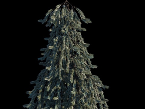 垂枝挪威云杉3d模型 