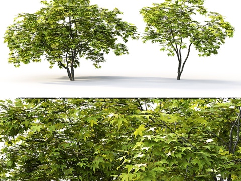  枫树3d模型 