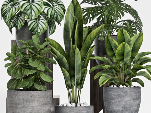  植物套装-1123d模型 