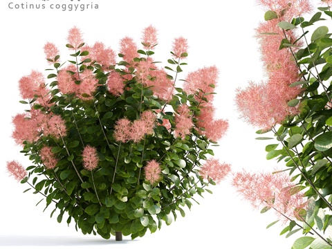  皮革树篱 羽衣甘蓝3d模型 