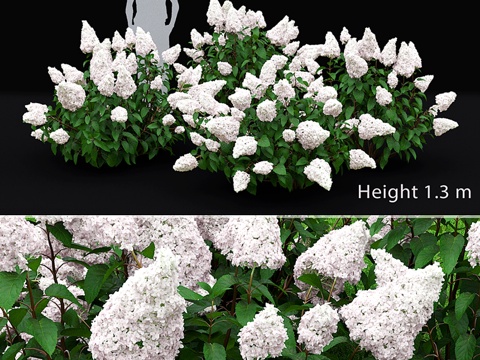  圆锥绣球3d模型 