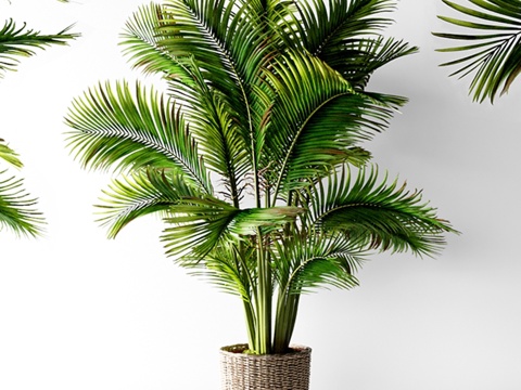  棕榈都竹3d模型 