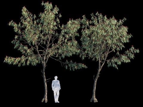  白桉树变种53d模型 