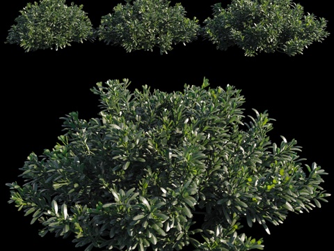  小叶栒子3d模型 