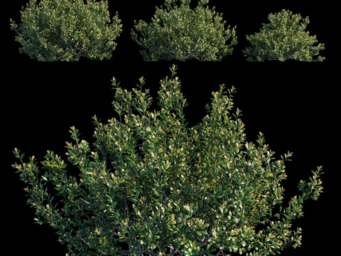  凸叶冬青3d模型 