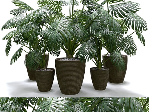  龟背竹植物套装3d模型 