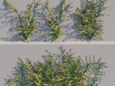  榕树攀援品种3d模型 