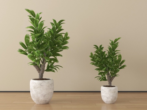  现代植物 盆栽 绿植su模型 