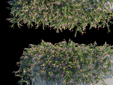  紫珊瑚豌豆藤蔓3d模型 