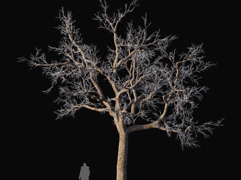  橡木冰封3d模型 