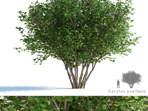  普通榛树 Corylus avellana3d模型 