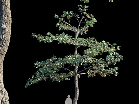  印度楝树_变体13d模型 