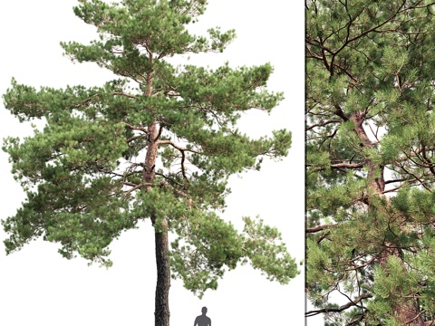  欧洲赤松 # 13 (12.4米)3d模型 