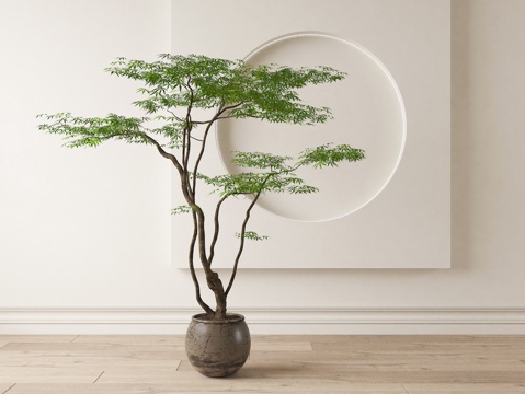  现代盆栽 绿植 盆景 陶罐su模型 