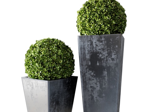  黄杨组合套装013d模型 