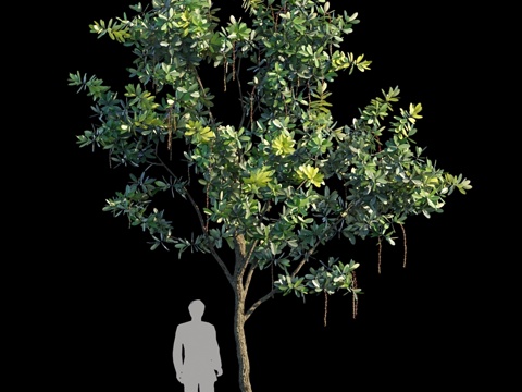  尖角巴林顿树 变种 23d模型 