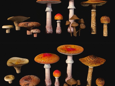  蘑菇系列13d模型 