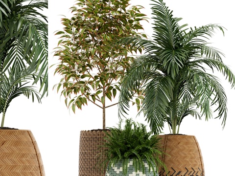  植物收藏 1263d模型 