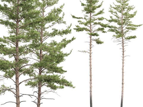  欧洲赤松 # 10 (22-23米)3d模型 