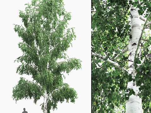  桦木 #4 (12.6米)3d模型 