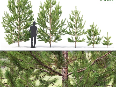  欧洲赤松幼树 # 2 (1-4.3米)3d模型 