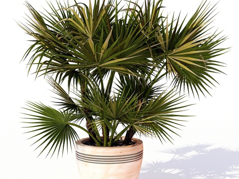  Acoelorrhaphe_wrightii3d模型 