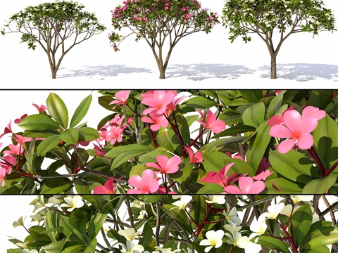  红花素馨树 - 素馨树3d模型 