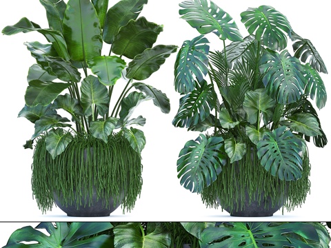  植物集锦253. 丛林、龟背竹、香蕉、3d模型 