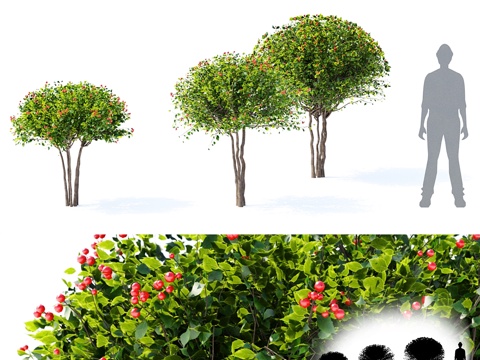  山楂树 Crataegus x persimilis3d模型 