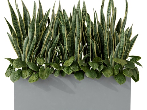  现代虎尾兰 盆景 盆栽3d模型 