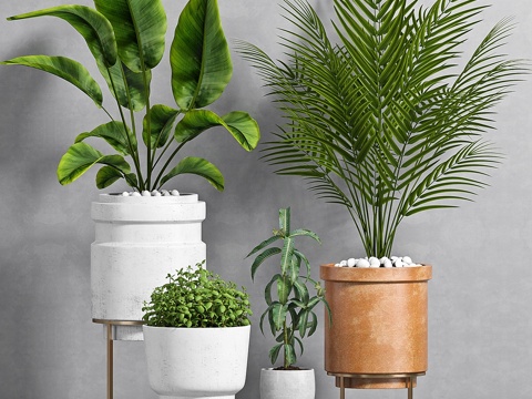  植物套装 -1033d模型 