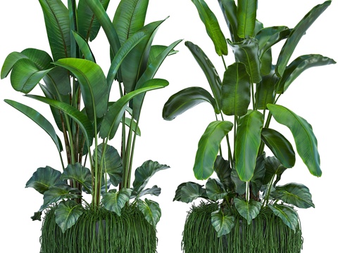  植物集锦252. 香蕉棕榈，丛林，盆栽，3d模型 