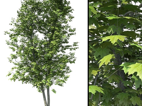  枫树（Ácer platanoídes）13米3d模型 