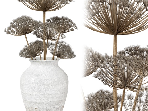  瓶中干燥熊爪花3d模型 