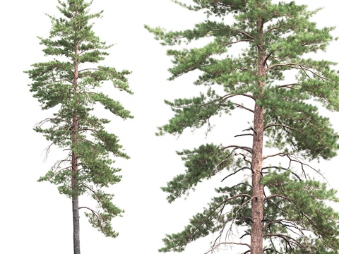  欧洲赤松 #8 (19米)3d模型 