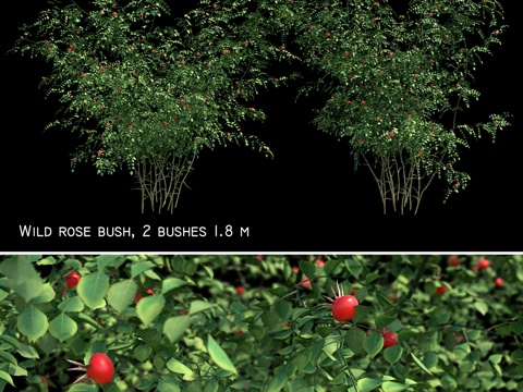  玫瑰果灌木2号3d模型 