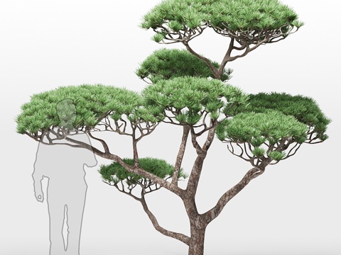 松树23d模型 