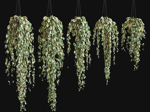  悬链盆栽3d模型 