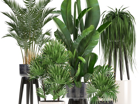  植物集锦。室内植物，蕨类，棕榈树3d模型 