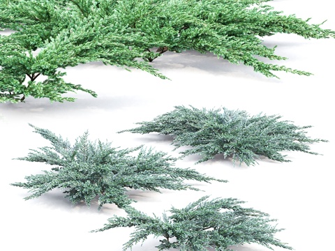  鳞叶刺柏 #23d模型 